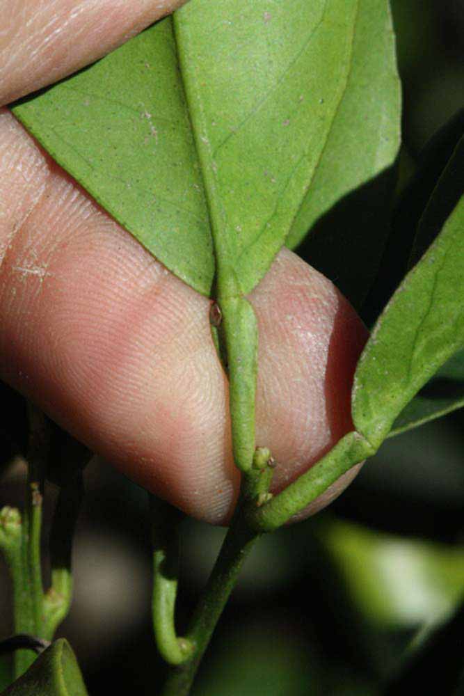              Petiole (Riverside, CA)       